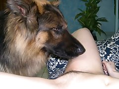 Huge dog licking appealing pussy girl to her mad about